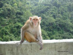 North-Bengal - Rhesus Macaque front view